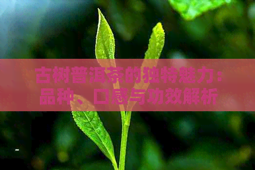 古树普洱茶的独特魅力：品种、口感与功效解析