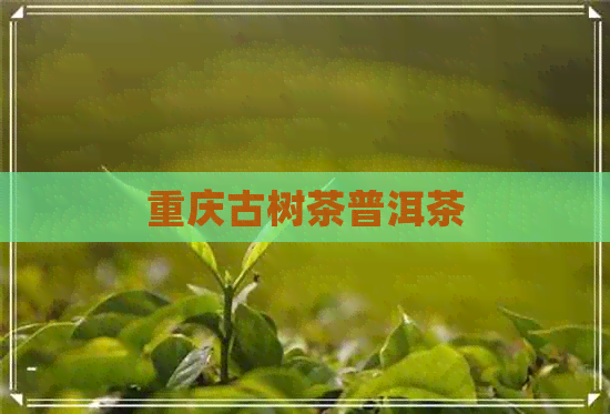 重庆古树茶普洱茶