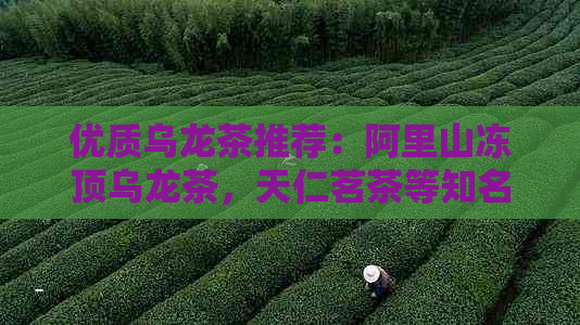 优质乌龙茶推荐：阿里山冻顶乌龙茶，天仁茗茶等知名值得一试