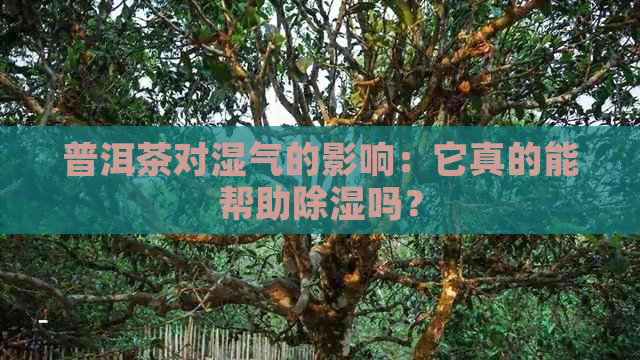 普洱茶对湿气的影响：它真的能帮助除湿吗？