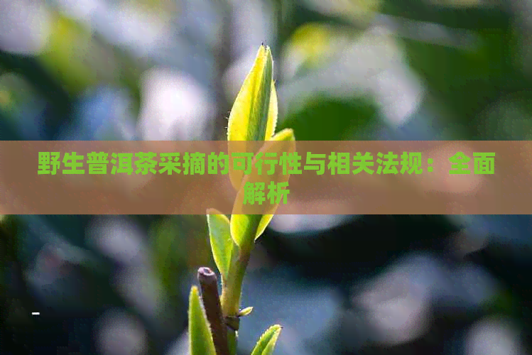 野生普洱茶采摘的可行性与相关法规：全面解析