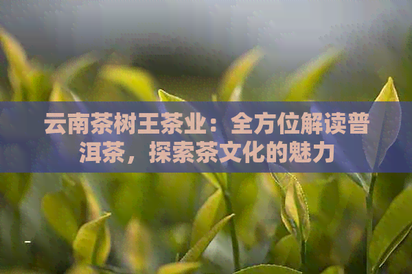 云南茶树王茶业：全方位解读普洱茶，探索茶文化的魅力