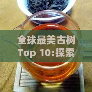 全球最美古树Top 10:探索自然的奇迹与历传承