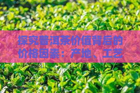 探究普洱茶价值背后的价格因素：产地、工艺与市场供求分析