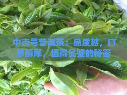 中吉号普洱茶：品质越，口感醇厚，值得品鉴的秘密