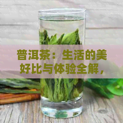 普洱茶：生活的美好比与体验全解，让你更深入地理解普洱茶的魅力