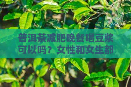 普洱茶减肥晚餐喝豆浆可以吗？女性和女生都可以尝试。