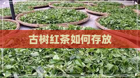 古树红茶如何存放