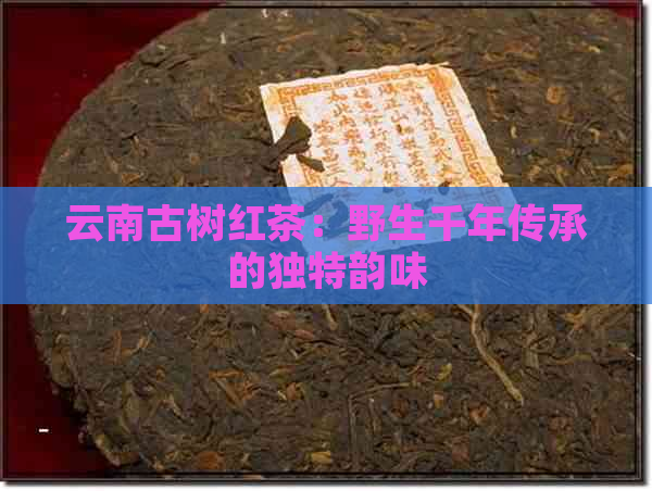 云南古树红茶：野生千年传承的独特韵味