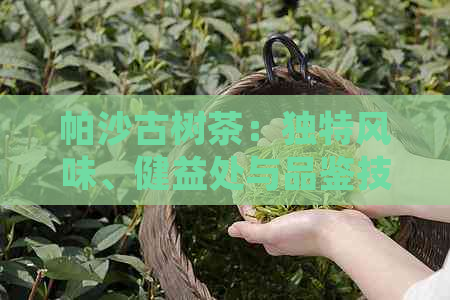 帕沙古树茶：独特风味、健益处与品鉴技巧，一文解析