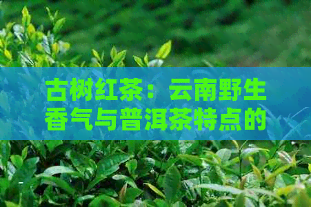 古树红茶：云南野生香气与普洱茶特点的完美融合