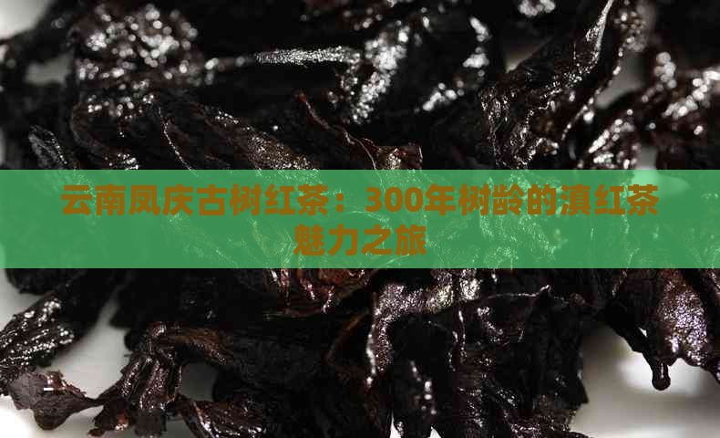 云南凤庆古树红茶：300年树龄的滇红茶魅力之旅