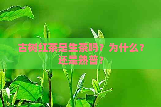 古树红茶是生茶吗？为什么？还是熟普？