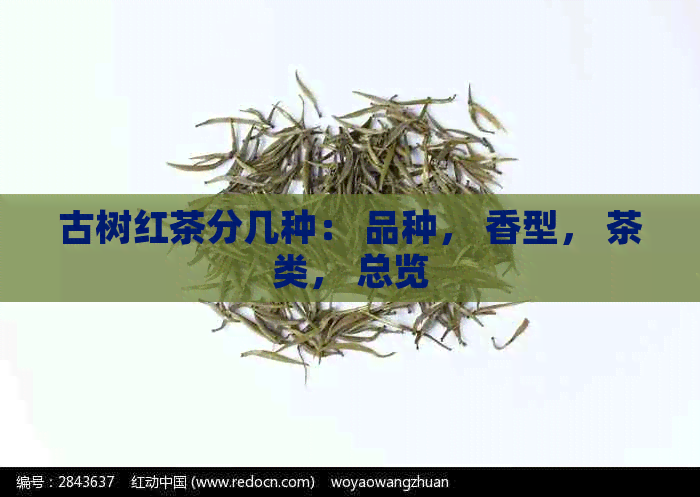 古树红茶分几种： 品种， 香型， 茶类， 总览