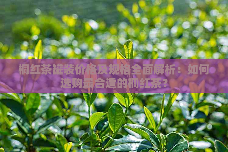 桐红茶罐装价格及规格全面解析：如何选购最合适的桐红茶？