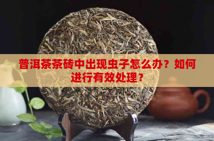 普洱茶茶砖中出现虫子怎么办？如何进行有效处理？