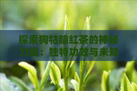 探索狗牯脑红茶的神秘力量：独特功效与未知作用