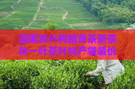 湖南资兴狗脑贡茶新茶秋一叶茶叶特产袋装价格及信息