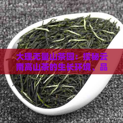 大理无量山茶园：探秘云南高山茶的生长环境、品种特色与品茗体验