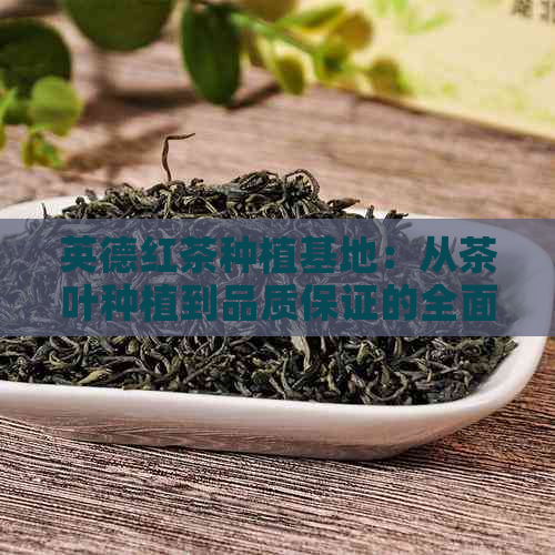 英德红茶种植基地：从茶叶种植到品质保证的全面指南