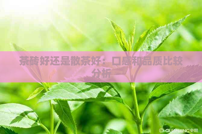 茶砖好还是散茶好：口感和品质比较分析