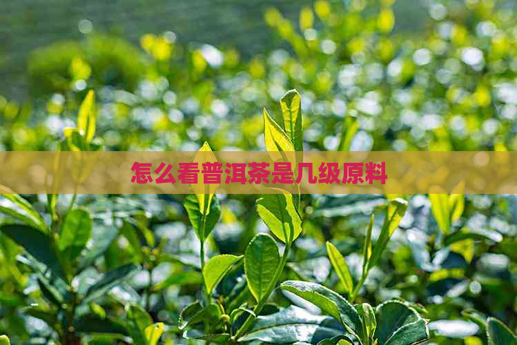 怎么看普洱茶是几级原料