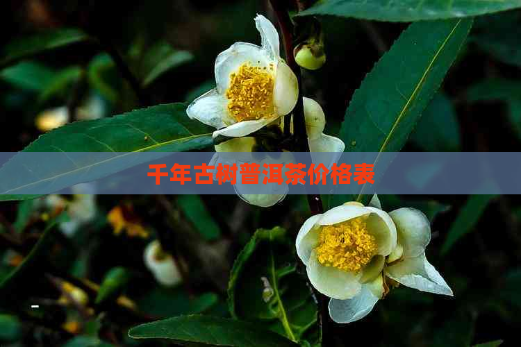 千年古树普洱茶价格表