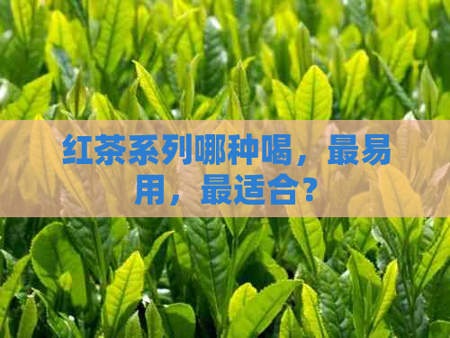 红茶系列哪种喝，最易用，最适合？