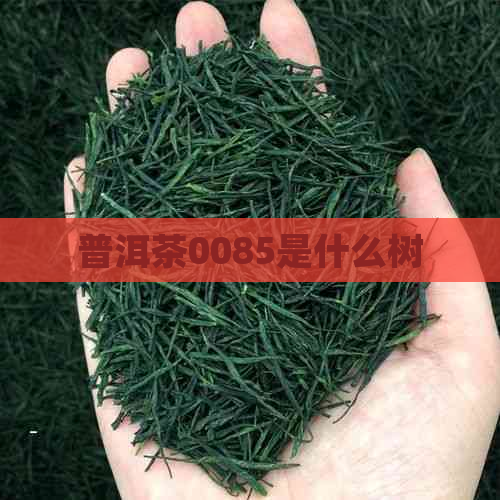 普洱茶0085是什么树