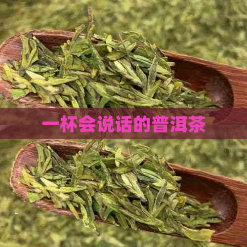 一杯会说话的普洱茶