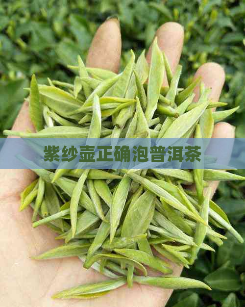 紫纱壶正确泡普洱茶