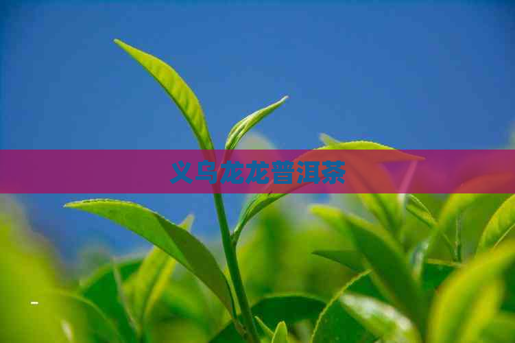 义乌龙龙普洱茶