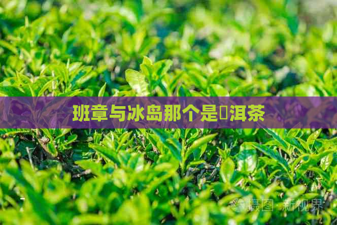 班章与冰岛那个是潽洱茶