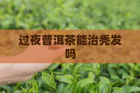 过夜普洱茶能治秃发吗