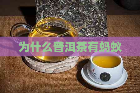 为什么普洱茶有蚂蚁