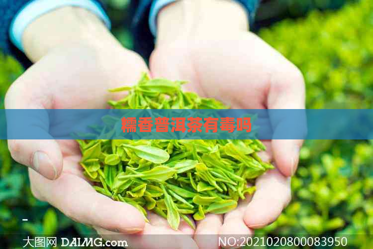 糯香普洱茶有吗