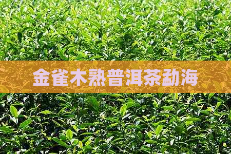 金雀木熟普洱茶勐海