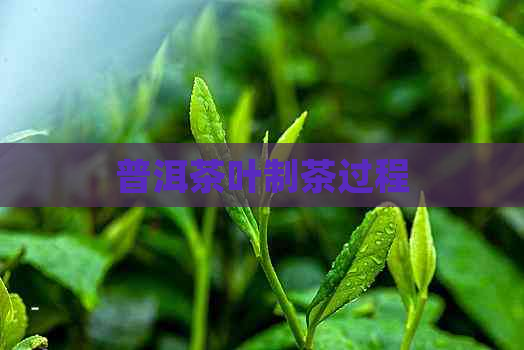 普洱茶叶制茶过程