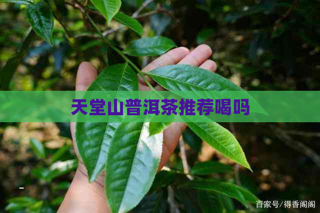 天堂山普洱茶推荐喝吗