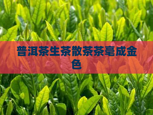 普洱茶生茶散茶茶毫成金色