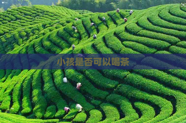 小孩是否可以喝茶