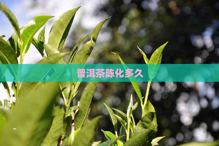 普洱茶陈化多久