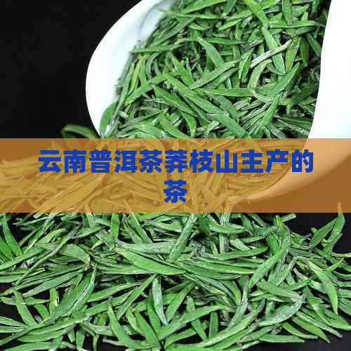 云南普洱茶莽枝山主产的茶