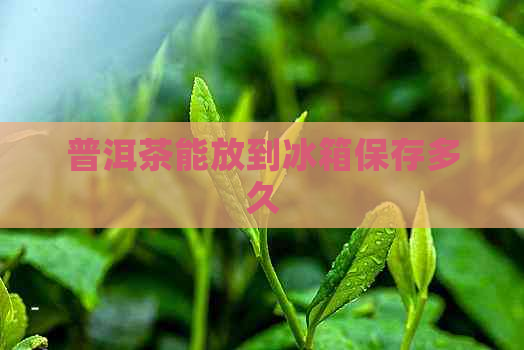 普洱茶能放到冰箱保存多久