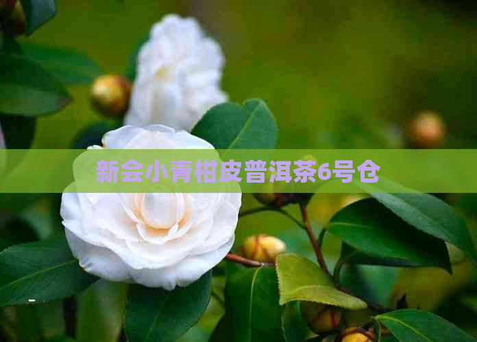 新会小青柑皮普洱茶6号仓