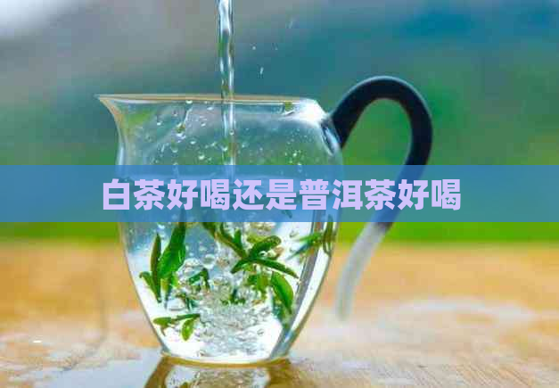 白茶好喝还是普洱茶好喝