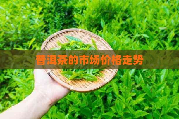 普洱茶的市场价格走势