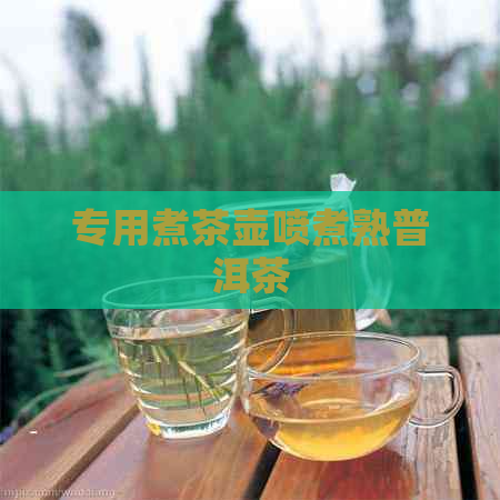 专用煮茶壶喷煮熟普洱茶