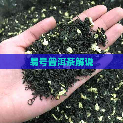 易号普洱茶解说