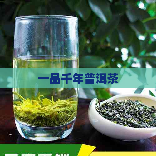 一品千年普洱茶